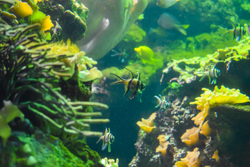Baltimore, Maryland, USA - October 9, 2021: Banggai Cardinalfish on Display at the National Aquarium in Baltimore