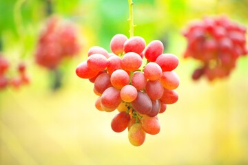 晩秋の美味しいぶどう狩り