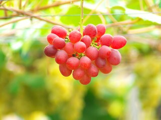 晩秋の美味しいぶどう狩り