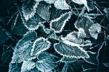 Closeup of plants and grass covered in winter frost