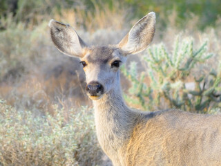 deer in the Arizona desert