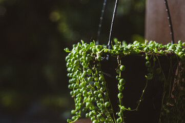 string of pearls succulent