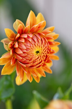 Beatrice Dahlia nodding in garden