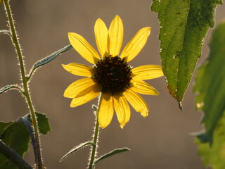 yellow sunflower