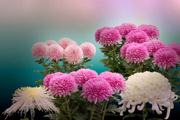 Pink and white Chrysanthemums, Ogiku and Ozukuri styles are displayed in autumn at the Japanese Exhibition Festival in Hibiya Park, Tokyo,  Japan. To the Japanese the Chrysanthemum symbolizes royalty.