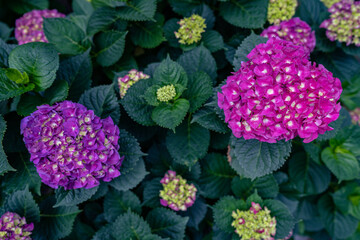 Pink and Purple Hydrangea