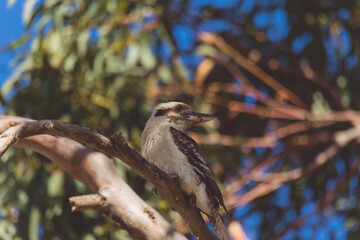 A Laughing Kookaburra eating a snake