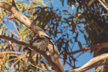 A Laughing Kookaburra eating a snake