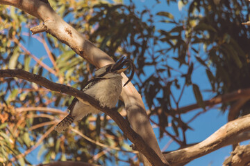 A Laughing Kookaburra eating a snake