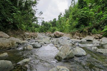 Fresh water stream in the rainforest