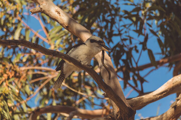 A Laughing Kookaburra eating a snake