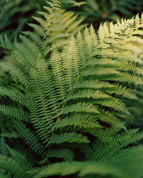 Natural green fern in the forest. Сlose up