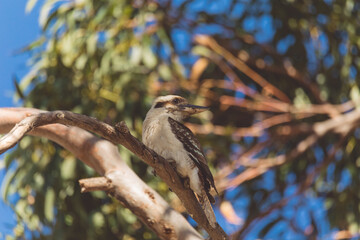 A Laughing Kookaburra eating a snake
