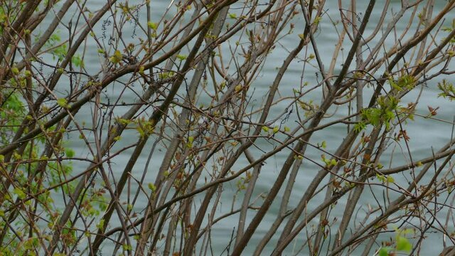 Setophaga Coronata yellow rumped warbler bird jumping between tree branch overlooking flowing woodland river water