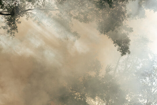 Smoke in trees