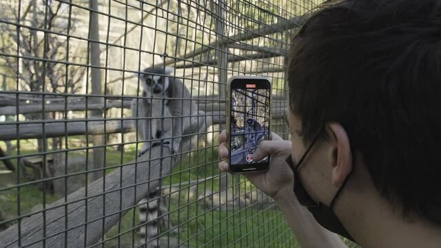Male wearing coronavirus face mask taking video of curious lemur sitting behind caged zoo fence