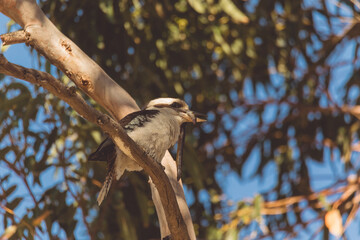 A Laughing Kookaburra eating a snake