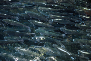 A cluster of trout fish