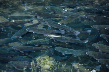 Same fish species swimming together