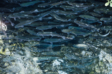 School of trout fish