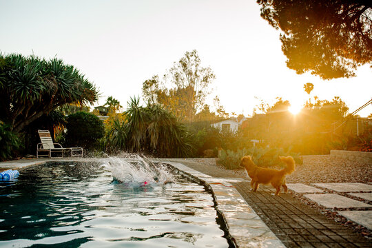 Family dog next to backyard pool