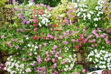 Fototapeta na wymiar catharanthus roseus flower in nature garden