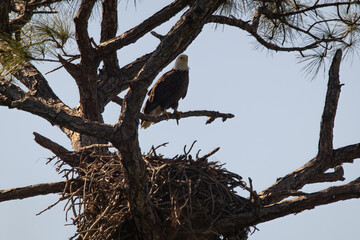 Bald eagle sitting near its nest at the start of its nesting season