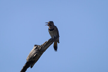 Male northern flicker calling out from a tree limb