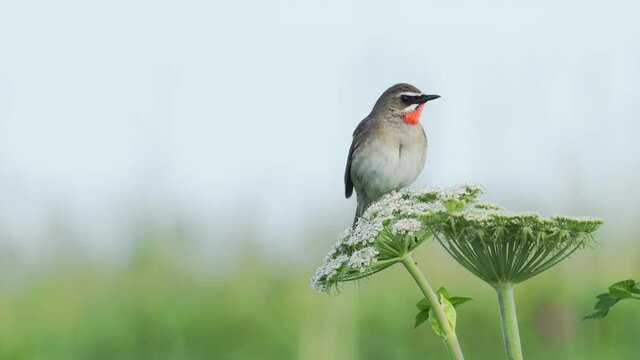 さえずるノゴマ(鳴き声あり)