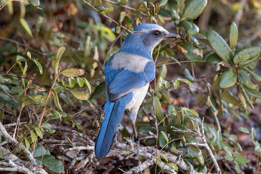 Close up shot of a Florida scrub jay perched low in the scrub