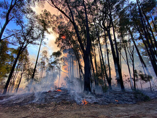 Bushfire Mitigation Burn © Binikins