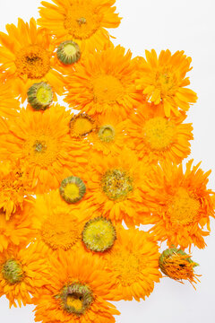 Abstract Calendula flowers