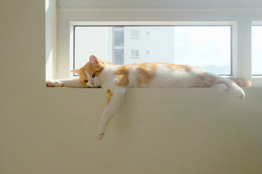 Lazy resting cat in the windowstill on a sunny day