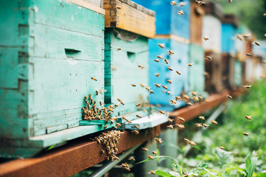 Bees return to the beehive