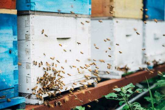 Bees return to the beehive