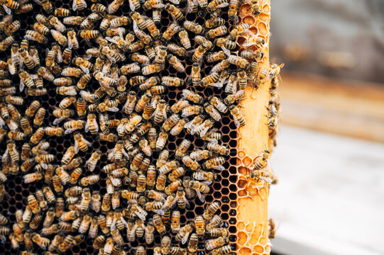 Crowded bees