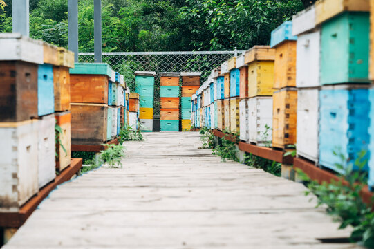 Beehive in the bee farm