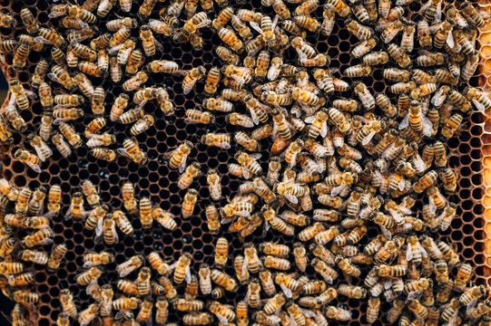 Crowded bees