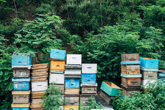 Beehive in the bee farm