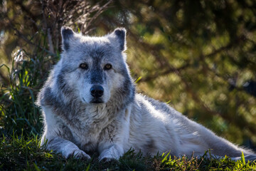 Close up image of a large timber wolf. The wolf is lying down with the sun streaming through the...