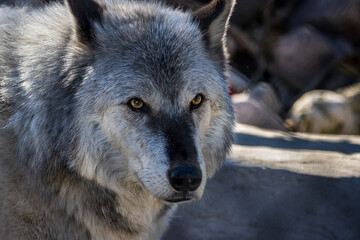 Close up image of a large timber wolf. The texture and detail of the wolf's face is clear. The viewer gets a great appreciation of what a wolf's face looks like up close.
