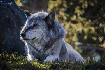 Close up image of a large timber wolf. The wolf is lying down with the sun streaming through the trees behind him. The viewer is left with a feeling of peace as well as majesty. 