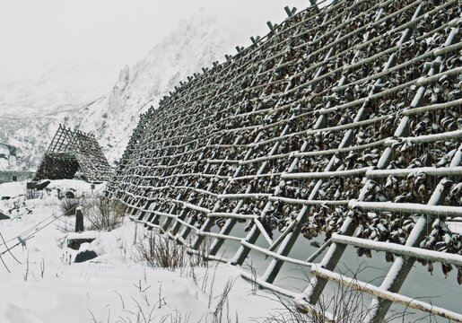 Cod fish drying racks Lofoten Islands, Norway - winter