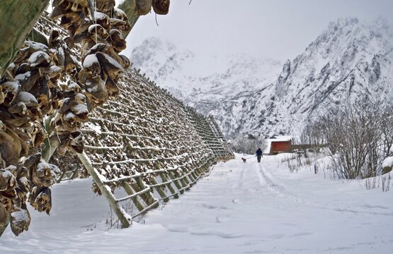Lofoten Islands fishing, Norway - winter, person walks dog