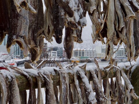 Cod fish drying racks Lofoten Islands, Norway - winter