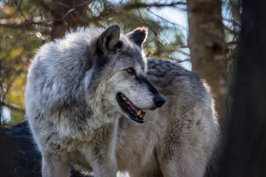 Image of a timber wolf looking back to where he had been walking. The viewer is left wondering what the wolf is looking at as the sun streams through the trees.