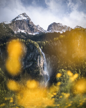 Yellow flower bokeh and mountain peaks