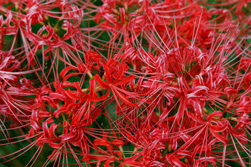 Fototapeta premium 彼岸花