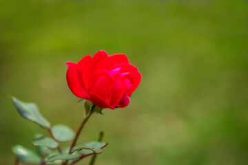 Pink rose flower on green nature background, copy space.