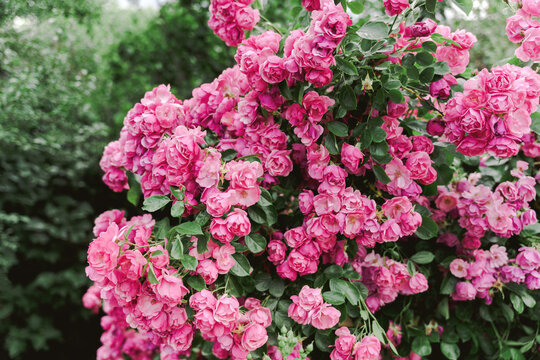 Blooming rose bush